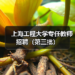 上海工程大学专任教师招聘（第三批）（图4）