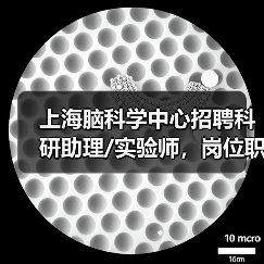 上海脑科学中心招聘科研助理/实验师,岗位职责与要求详解(图1) 上海脑科学中心招聘科研助理/实验师,岗位职责与要求详解(图1)
