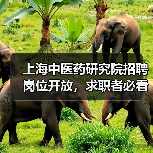 上海中医药研究院招聘岗位开放，求职者必看！（图3）